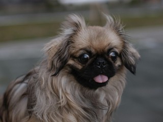 Pekingese Puppy Martin is Looking for His Forever Home, 12 Weeks Old