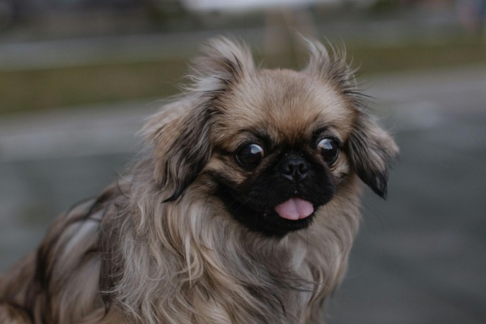 pekingese-puppy-martin-is-looking-for-his-forever-home-12-weeks-old-big-0