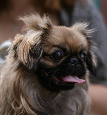 pekingese-puppy-martin-is-looking-for-his-forever-home-12-weeks-old-big-1