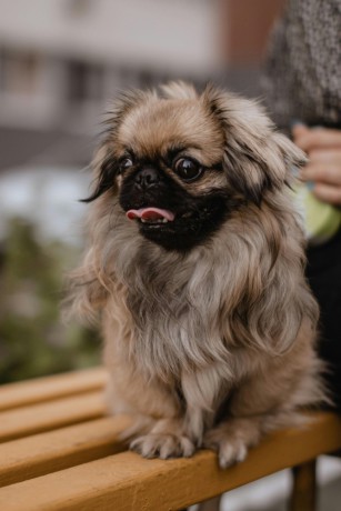 pekingese-puppy-martin-is-looking-for-his-forever-home-12-weeks-old-big-2