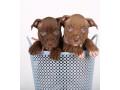 two-american-pit-bull-terrier-girls-are-looking-for-a-home-small-0