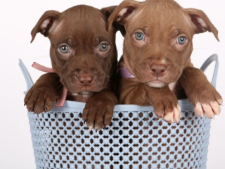 Two American Pit Bull Terrier Girls Are Looking for a Home