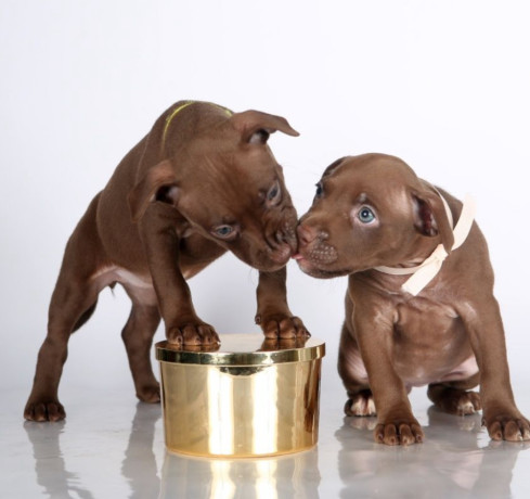 two-american-pit-bull-terrier-girls-are-looking-for-a-home-big-1