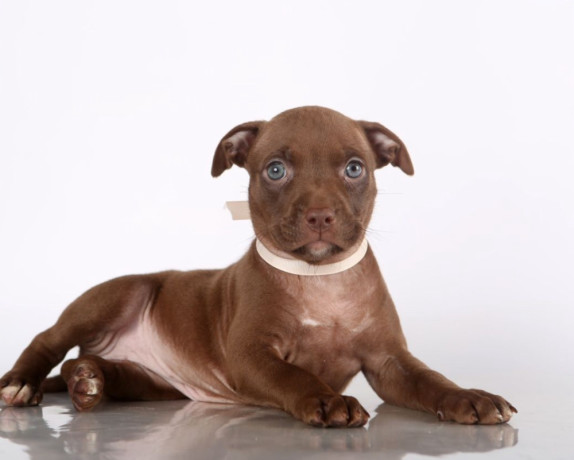 two-american-pit-bull-terrier-girls-are-looking-for-a-home-big-3