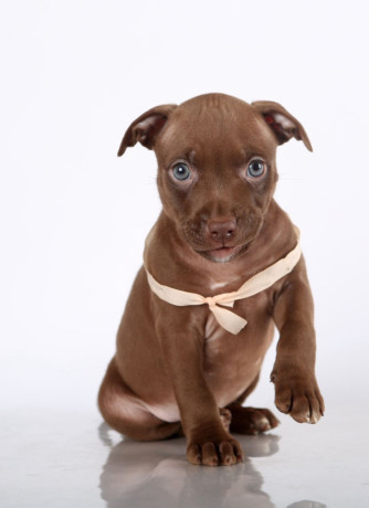 two-american-pit-bull-terrier-girls-are-looking-for-a-home-big-4