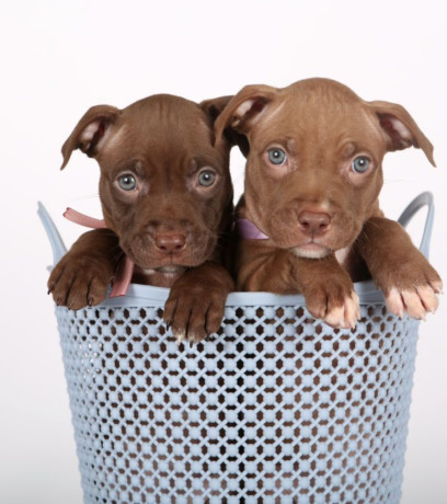 two-american-pit-bull-terrier-girls-are-looking-for-a-home-big-0