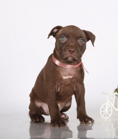 two-american-pit-bull-terrier-girls-are-looking-for-a-home-big-2