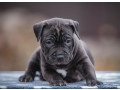 a-family-protector-is-looking-for-a-home-male-pit-bull-2-months-old-small-1