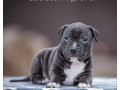 a-family-protector-is-looking-for-a-home-male-pit-bull-2-months-old-small-3