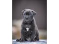 a-family-protector-is-looking-for-a-home-male-pit-bull-2-months-old-small-0