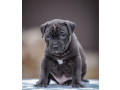 a-family-protector-is-looking-for-a-home-male-pit-bull-2-months-old-small-2