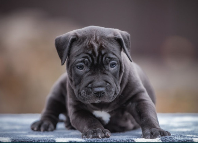 a-family-protector-is-looking-for-a-home-male-pit-bull-2-months-old-big-1