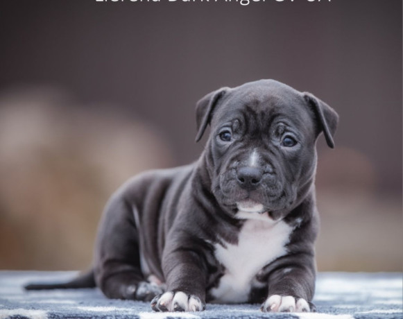 a-family-protector-is-looking-for-a-home-male-pit-bull-2-months-old-big-3