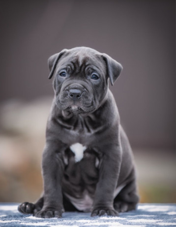 a-family-protector-is-looking-for-a-home-male-pit-bull-2-months-old-big-0