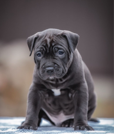 a-family-protector-is-looking-for-a-home-male-pit-bull-2-months-old-big-2