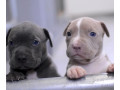 american-pit-bull-terrier-puppies-male-and-female-small-0