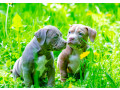 american-pit-bull-terrier-puppies-male-and-female-small-2