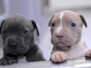 American Pit Bull Terrier Puppies (Male and Female)