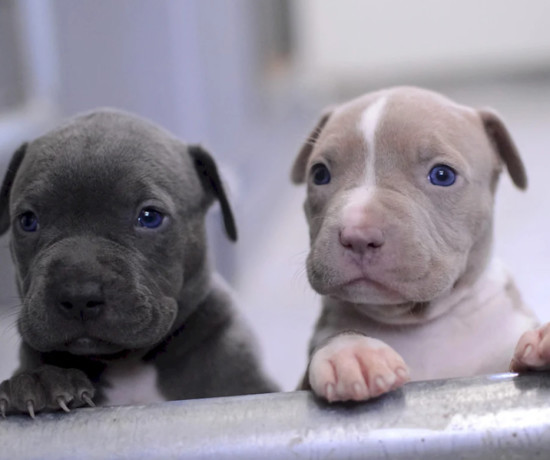 american-pit-bull-terrier-puppies-male-and-female-big-0