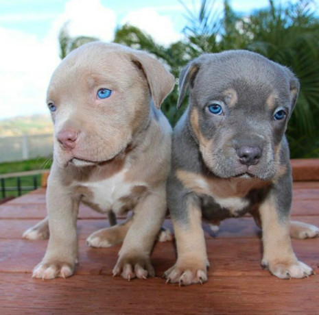 american-pit-bull-terrier-puppies-male-and-female-big-1