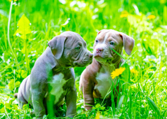 american-pit-bull-terrier-puppies-male-and-female-big-2