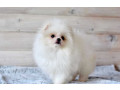 pomeranian-spitz-puppies-in-miami-fl-small-2