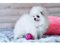 pomeranian-spitz-puppies-in-miami-fl-small-3