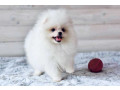 pomeranian-spitz-puppies-in-miami-fl-small-4