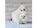 pomeranian-spitz-puppies-in-miami-fl-small-0