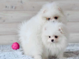 Pomeranian Spitz puppies in (MIAMI), FL