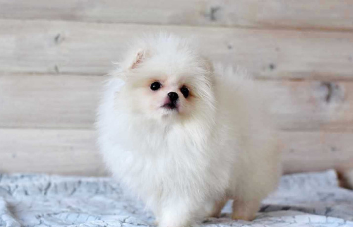 pomeranian-spitz-puppies-in-miami-fl-big-2