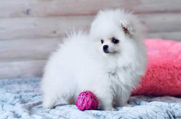 pomeranian-spitz-puppies-in-miami-fl-big-3