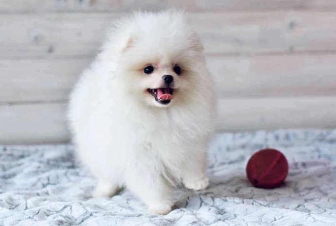 pomeranian-spitz-puppies-in-miami-fl-big-4