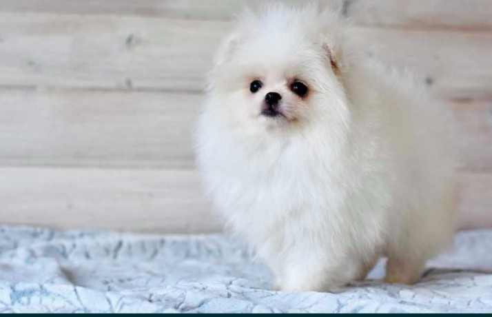 pomeranian-spitz-puppies-in-miami-fl-big-1