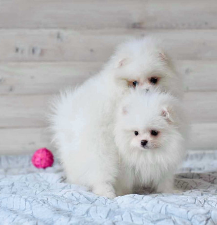 pomeranian-spitz-puppies-in-miami-fl-big-0