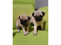 pug-puppies-in-ottawa-ks-small-1