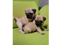 pug-puppies-in-ottawa-ks-small-3