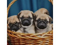 pug-puppies-in-ottawa-ks-small-0