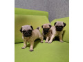 pug-puppies-in-ottawa-ks-small-2