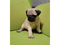 pug-puppies-in-ottawa-ks-small-4