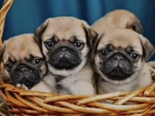 Pug puppies in Ottawa, KS