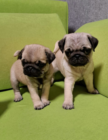 pug-puppies-in-ottawa-ks-big-1