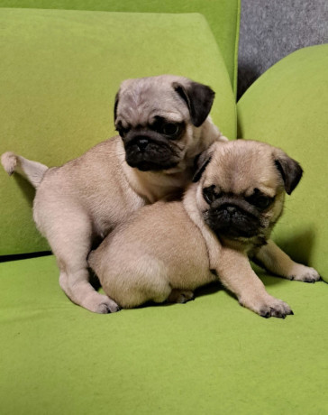 pug-puppies-in-ottawa-ks-big-3