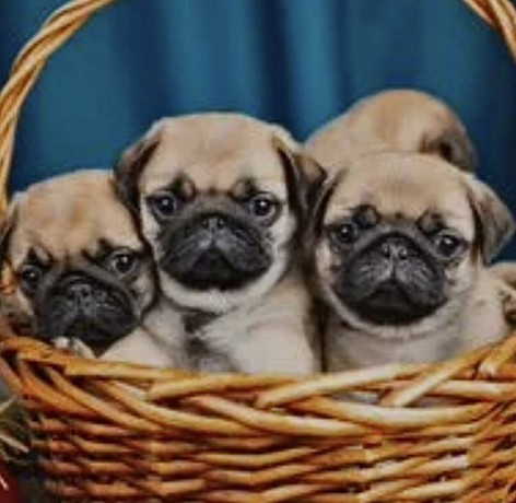 pug-puppies-in-ottawa-ks-big-0