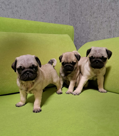 pug-puppies-in-ottawa-ks-big-2