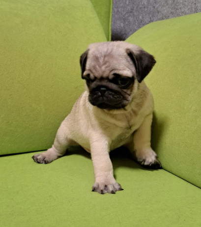 pug-puppies-in-ottawa-ks-big-4