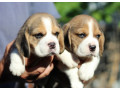 2-beagle-puppies-in-los-angeles-ca-small-0