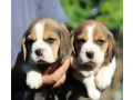 2-beagle-puppies-in-los-angeles-ca-small-2