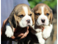 2-beagle-puppies-in-los-angeles-ca-small-1