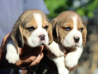 2 Beagle puppies in Los Angeles, CA